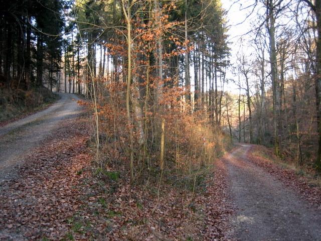 Abwechslungsreiches Gelnde im Wald�