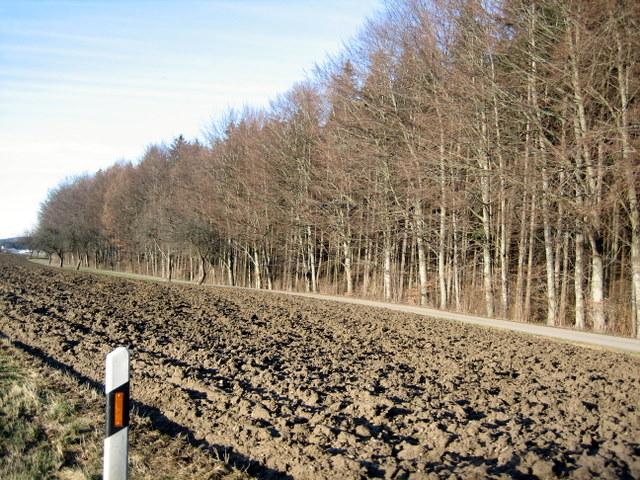 Rechts am Wald der Radweg, auf dem die h�lfte Skating-Strecke des Highlanders ausgetragen wird 