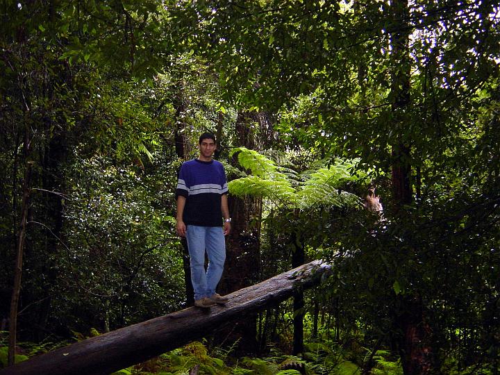Mitten im Dschungel der Blue Mountains