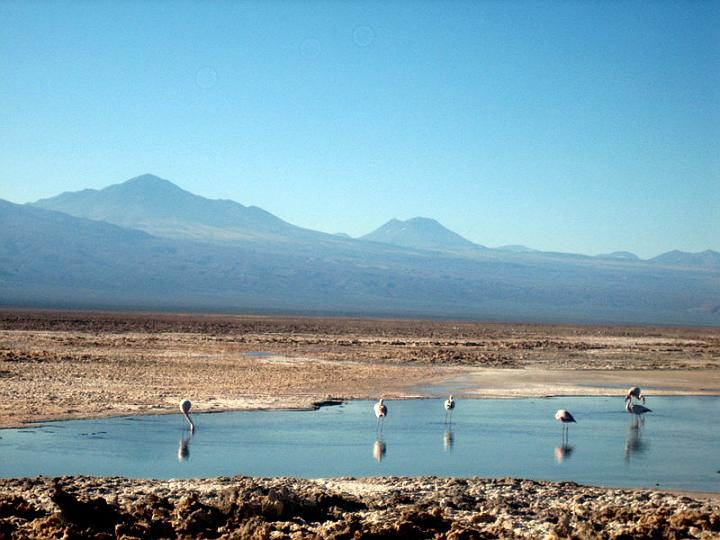 Flamingos