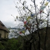 IMG_6312.jpg