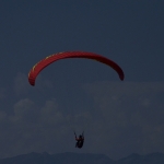 BLU2181